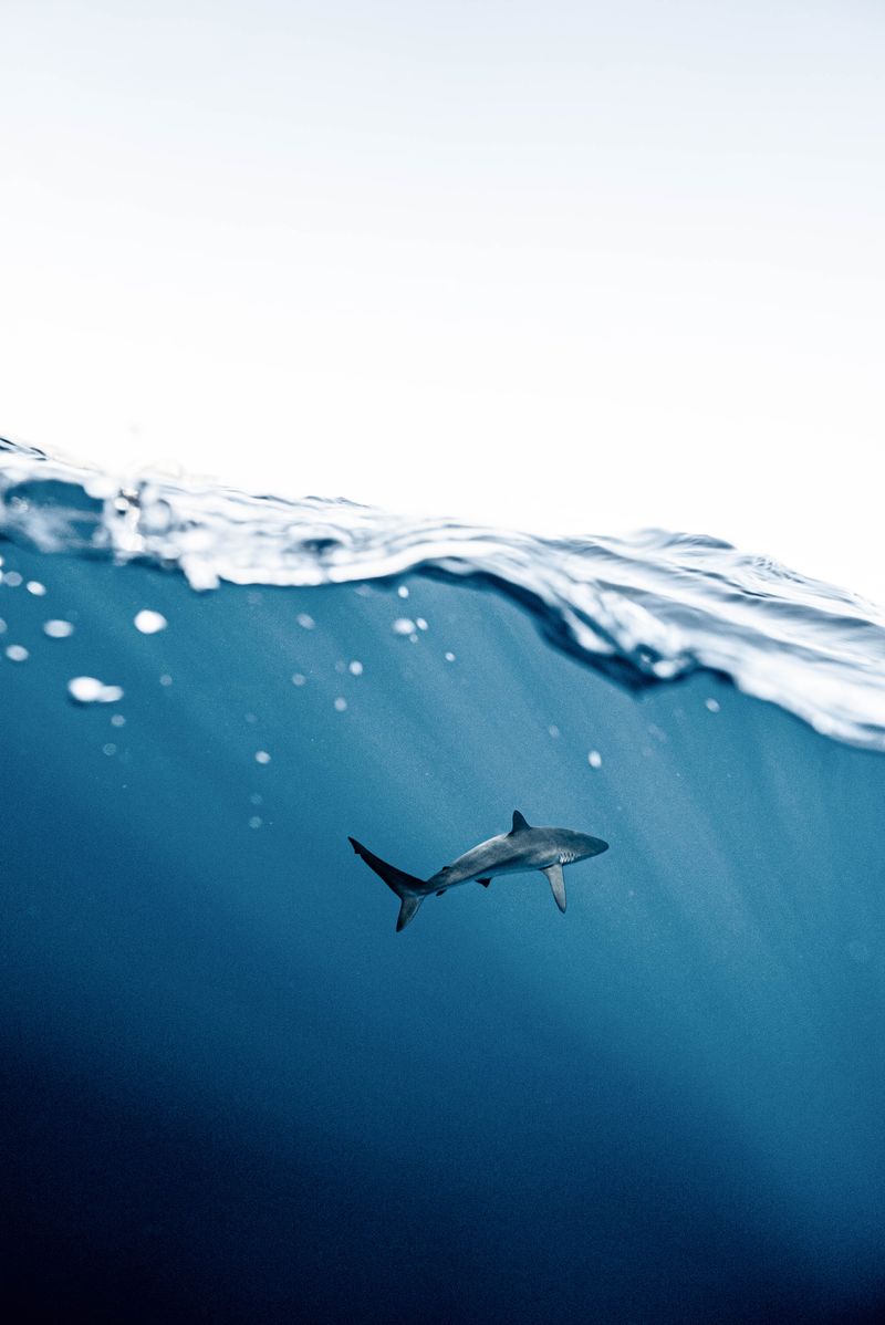 "Killing to Protect: The Ethical Debate Surrounding Shark Attack Responses in Tourist Hotspots"sharkattacks,ethics,tourism,wildlifeconservation,marinelife,animalbehavior