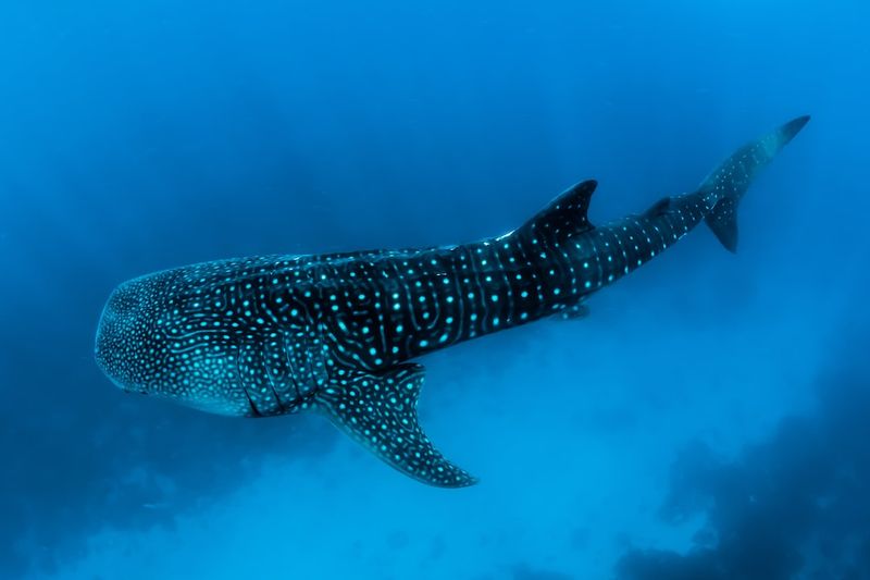 "Fury and Fear as Shark is Fatally Attacked in Retaliation for Tourist Encounter"sharkattack,retaliation,tourism,conservation,marinelife