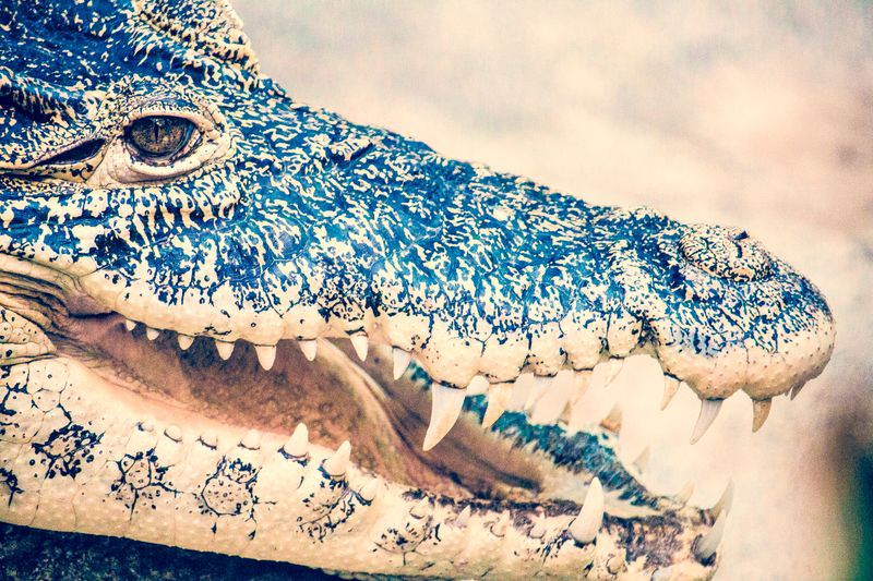 Saltie Strikes: Terrifying Crocodile Attack Leaves Tourist Hospitalized in the NTwordpress,crocodileattack,tourist,hospitalization,NorthernTerritory,SaltieStrikes