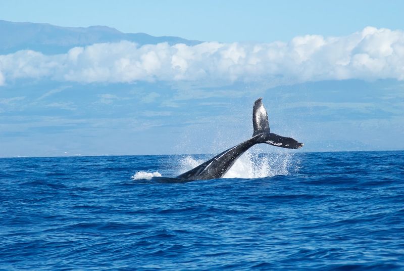 Whale Strandings off Albany: Unraveling the Tragic Mystery of these Oceans Wonderswhalestrandings,Albany,tragicmystery,oceanwonders