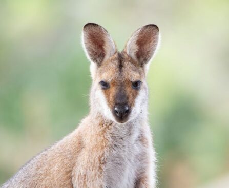 "Spin Sensations and the Savage Skippers: Examining Australia's Marsh Massacre" SpinSensations,SavageSkippers,Australia,MarshMassacre,Examining