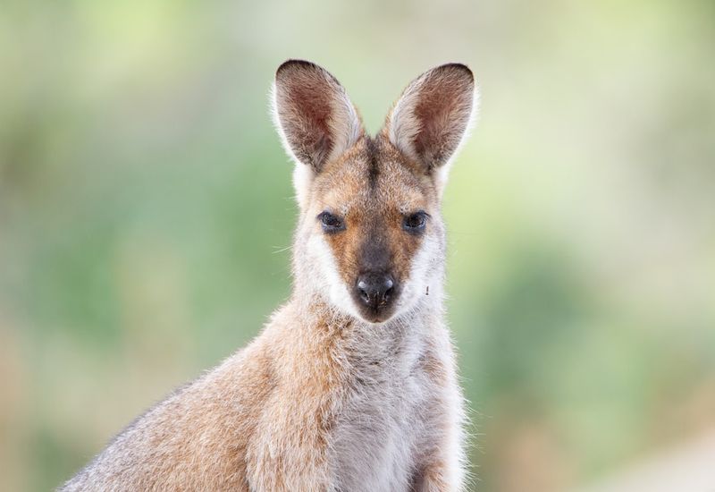 "Spin Sensations and the Savage Skippers: Examining Australia's Marsh Massacre" SpinSensations,SavageSkippers,Australia,MarshMassacre,Examining