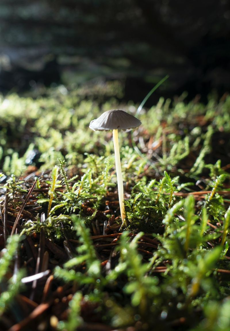 "Mushroom Mayhem: The Hazards of Mistaking Wild Fungi in Australian Foraging"wildmushrooms,foraging,Australianfungi,mushroomidentification,mushroompoisoning,mushroomsafety