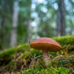 "A Close Encounter with the Deadly Death Cap: Simon Claringbold's Unforgettable Story"wordpress,blog,storytelling,personalexperience,nature,mushrooms,deathcap,closeencounter,SimonClaringbold