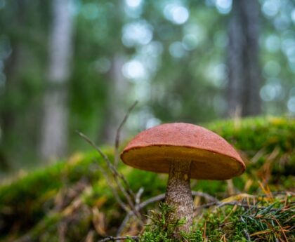 "A Close Encounter with the Deadly Death Cap: Simon Claringbold's Unforgettable Story"wordpress,blog,storytelling,personalexperience,nature,mushrooms,deathcap,closeencounter,SimonClaringbold