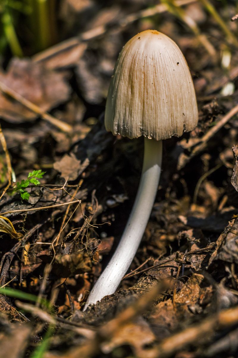 Mysterious Mushroom Mysteries: Victoria's Suspected Poisoning Plaguemysteriousmushrooms,Victoria,suspectedpoisoning,plague