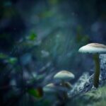 Investigation Finds Australia's Mushroom Deaths Deemed Accidental by Cookmushroomdeaths,investigation,Australia,accidental,cook