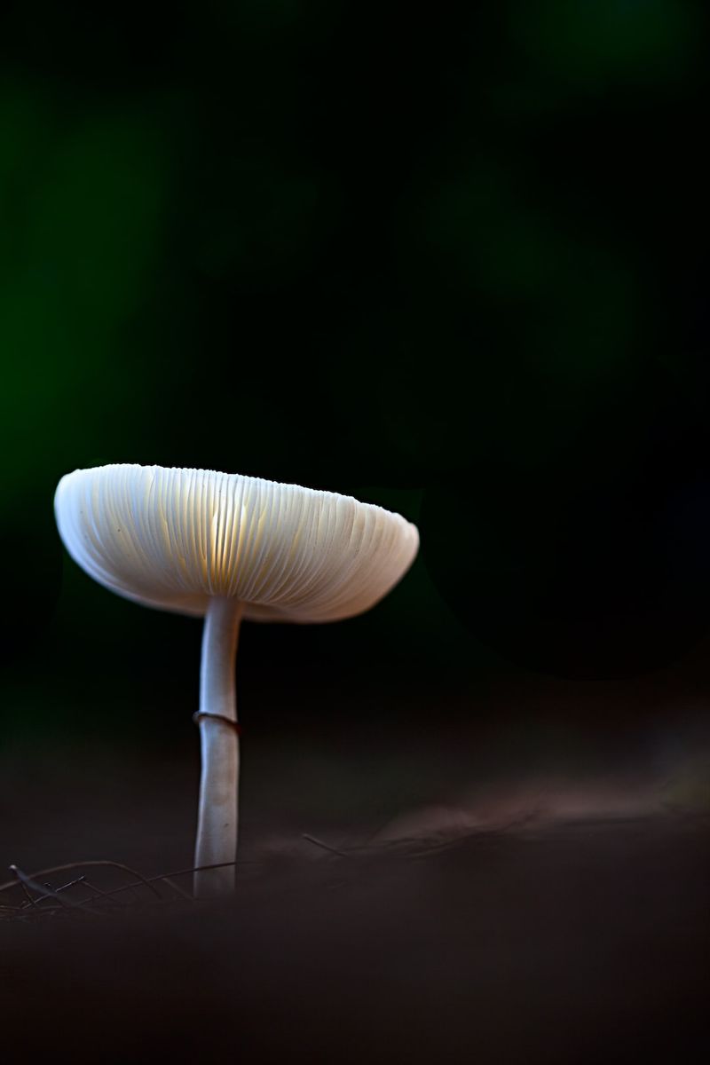 Danger Down Under: Unveiling the Lethal Mushrooms of Victoriamushrooms,Victoria,lethalmushrooms,danger,Australia