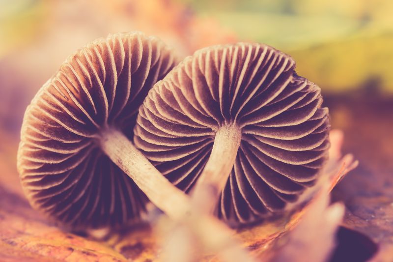 "The Fungus Enigma: The Dangers of Can't Tell the Difference while Foraging for Wild Mushrooms"wildmushrooms,foraging,fungus,dangers,enigma