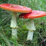 Three Suspected Mushroom-Poisoning Deaths Spark Urgent National Food Safety Reviewmushroompoisoning,foodsafety,nationalreview,deaths,urgent,suspected