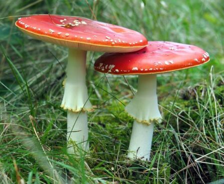 Three Suspected Mushroom-Poisoning Deaths Spark Urgent National Food Safety Reviewmushroompoisoning,foodsafety,nationalreview,deaths,urgent,suspected