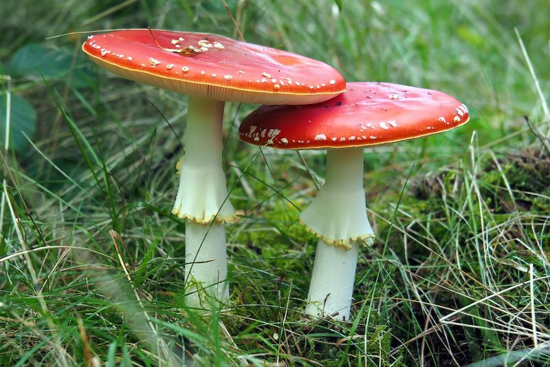 Three Suspected Mushroom-Poisoning Deaths Spark Urgent National Food Safety Reviewmushroompoisoning,foodsafety,nationalreview,deaths,urgent,suspected