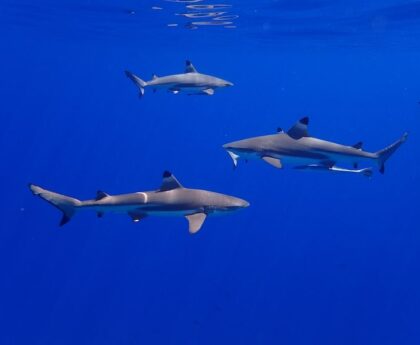 Blood in the Water: Brave Aussie Surfer Battles for Survival in Terrifying Shark Encountersharkattack,survival,bravesurfer,Australiansurfer,terrifyingencounter,bloodinthewater