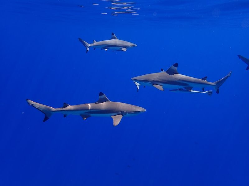 Blood in the Water: Brave Aussie Surfer Battles for Survival in Terrifying Shark Encountersharkattack,survival,bravesurfer,Australiansurfer,terrifyingencounter,bloodinthewater