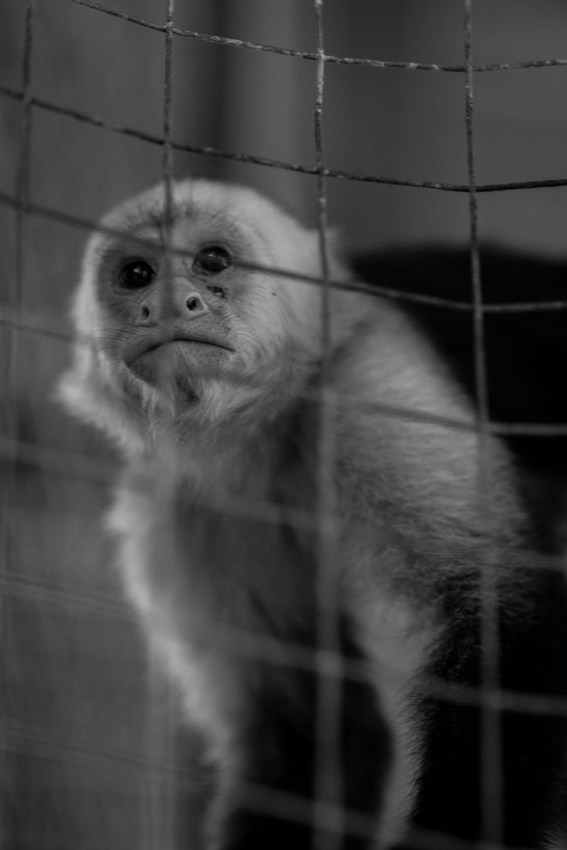 The Horrific Cruelty Unleashed: Zoologist's Disturbing Crimes Against Innocent Animals1.animalcruelty2.zoologistcrimes3.disturbingacts4.innocentanimals5.horrificcruelty6.animalabuse7.zoologistmisconduct8.unethicalbehavior9.animalrights