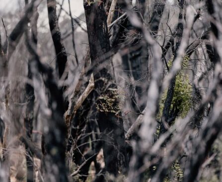 "Surviving the Flames: Queensland Residents Emerged Victorious as Bushfires Rage On"bushfires,Queensland,residents,survival,flames,victorious