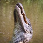 Crocodile Expert Adam Britton Admits Wrongdoing in Landmark Supreme Court Casecrocodileexpert,AdamBritton,SupremeCourtcase,wrongdoing