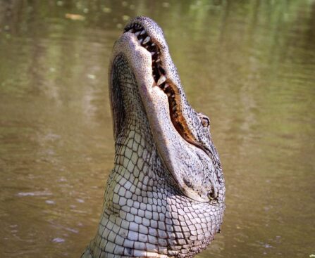 Crocodile Expert Adam Britton Admits Wrongdoing in Landmark Supreme Court Casecrocodileexpert,AdamBritton,SupremeCourtcase,wrongdoing