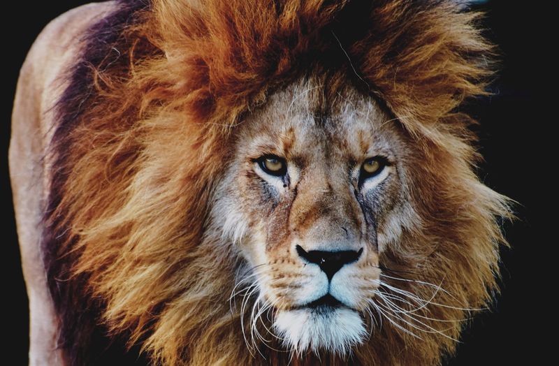 Roaring Lions Crush Blues to Secure Grand Final Spotwordpress,sports,lions,blues,grandfinal,victory