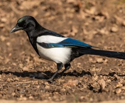 Crikey! Magpie Mania Strikes Melbourne, Shaking up the CityMelbourne,MagpieMania,CityShaking,Crikey