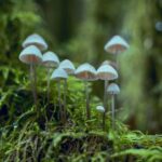 "Blunder in the Basket: Canadian Food Inspection Agency Initiates Mushroom Recall for ..."mushroomrecall,CanadianFoodInspectionAgency,foodsafety,blunder,basket