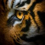 Killer Instinct: Richmond Unleashes New Tiger Kingwordpress,tagnames,KillerInstinct,Richmond,TigerKing