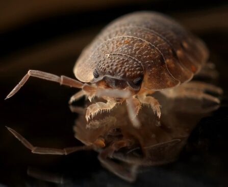 Pest Predicament: Tackling the Bed Bug Epidemic in Parisbedbugs,pestcontrol,Paris,epidemic,infestation