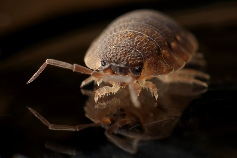 Pest Predicament: Tackling the Bed Bug Epidemic in Parisbedbugs,pestcontrol,Paris,epidemic,infestation