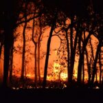 "Blazing Havoc: NSW Region Sparks Emergency Bushfire Warning"wordpress,bushfire,emergency,warning,NSW,region,havoc,blazing