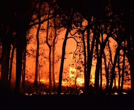 "Blazing Havoc: NSW Region Sparks Emergency Bushfire Warning"wordpress,bushfire,emergency,warning,NSW,region,havoc,blazing