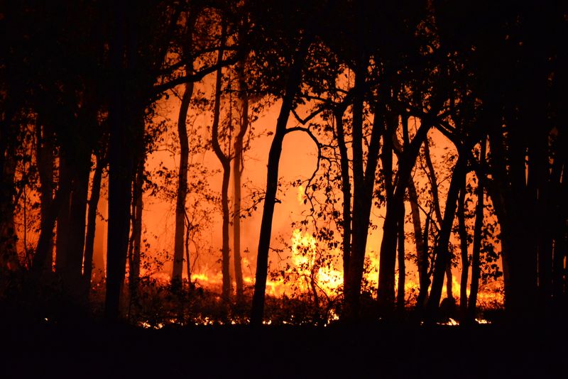 "Blazing Havoc: NSW Region Sparks Emergency Bushfire Warning"wordpress,bushfire,emergency,warning,NSW,region,havoc,blazing