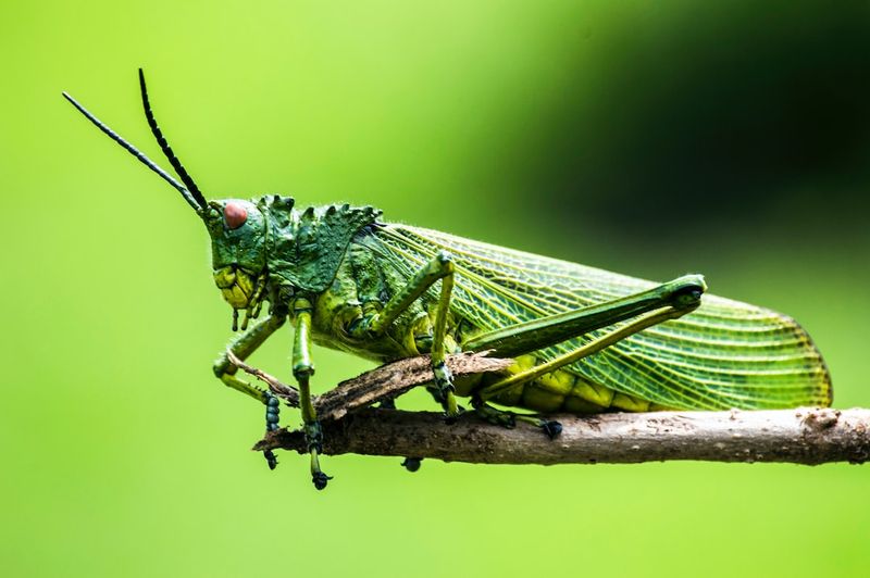 Crikey! Aussie Bedbug Invasion Looms Large in Paris Ahead of 2024 OlympicsCrikey,Aussie,BedbugInvasion,Paris,2024Olympics