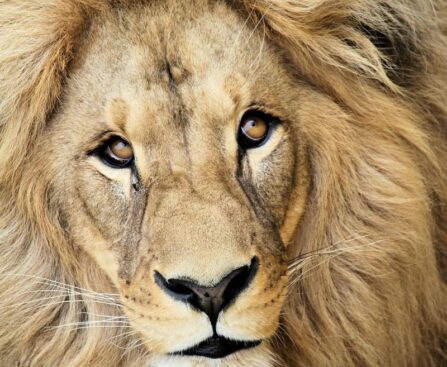 The Lion's Roar: Unpacking Leo's Personality, Compatibility, and Beyondlion,roar,Leo,personality,compatibility