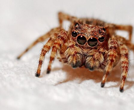 Arachnid Armageddon: Australia Braces for Summer's Deadly Funnel-web Spider SwarmArachnids,Armageddon,Australia,Summer,Deadly,Funnel-webSpider,Swarm