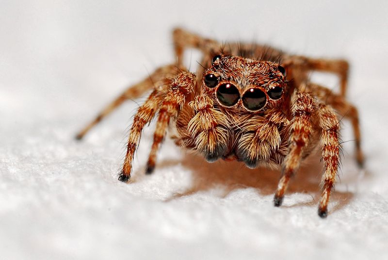 Arachnid Armageddon: Australia Braces for Summer's Deadly Funnel-web Spider SwarmArachnids,Armageddon,Australia,Summer,Deadly,Funnel-webSpider,Swarm