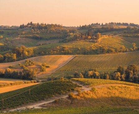 Vineyard Levantine Hill: Caught in the Crosshairs of an Opportunistic Credit Fundwordpress,vineyard,LevantineHill,creditfund,opportunistic,crosshairs